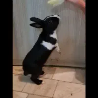 خرگوش