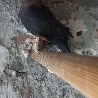 ماده لاکی سیاه