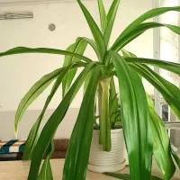 گل سوسن بزرگ با گلدون|گل و گیاه طبیعی|اردکان, |دیوار