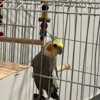 عروس هلندی نر فول دستی بالغ