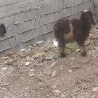 سلام ۲عدد بیگ درجه یک  فروشی