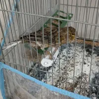 قناری و سهره
