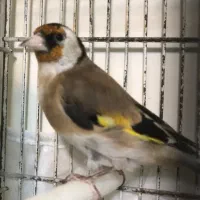 سهره جوجه نر|پرنده|ابهر, |دیوار