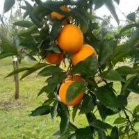 تامسون و خونی تازه برگدار...فله ای