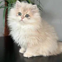 بریتیش لانگ hair