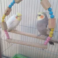 دو تا عروس هلندی نر