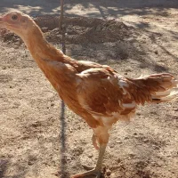 جوجه لاری|حیوانات مزرعه|باوله, |دیوار