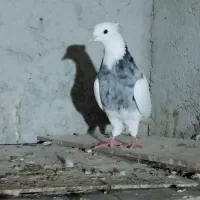 کبوتر طوقی وپلاکی|پرنده|جم, |دیوار