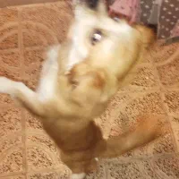 سگ شیپزو|سگ|گلستان (تهران), |دیوار