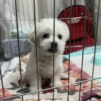 پودل مالتیز|سگ|تهران, صادقیه|دیوار