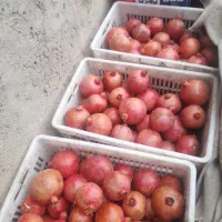 ۳۰۰ کیلو انار کله دانه مشکی