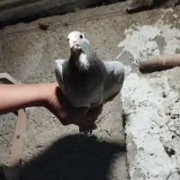 نقره ای پلنگ|پرنده|زرند, |دیوار