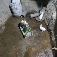 خرگوش خانگی