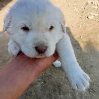 توله سگ عراقی