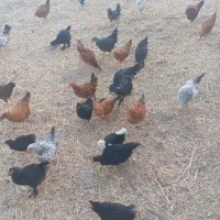 جوجه مرغ گلپایگانی 6ماه