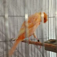 قناری سوپر سرخ کاکل|پرنده|گرمسار, |دیوار