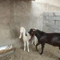 یک عدد بز آبستن درجه یک پازن درجه یک|حیوانات مزرعه|برازجان, |دیوار