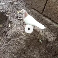 کبوتر گمشده