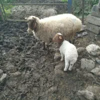 گوسفند بابره