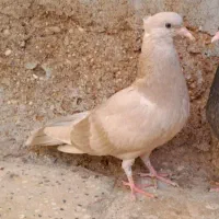 کبوتر کاغذی،زرد دو خط نر  آبادانی