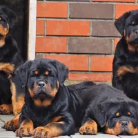 توله سگ روتوایلر(روتفایلر)۶۰روزه