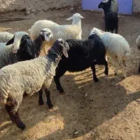 بره مناسب قربانی