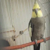 دوعدد عروس هلندی جفت لوتینو و گل باقالی|پرنده|اصفهان, فرودگاه شهید بهشتی|دیوار