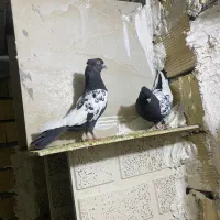 هفت عدد کبوتر