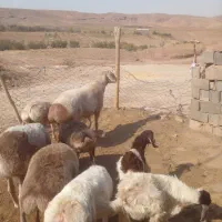 قوچ چینی|حیوانات مزرعه|تربت جام, جامرود|دیوار