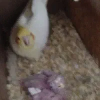 یک جفت عروس هلندی با جوجه