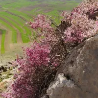 بذر.درجه.یک