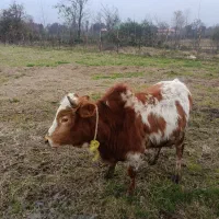 گاو نر ورزا