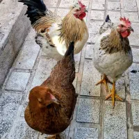 مرغ و خروس محلی