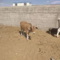 فروش گاوبومی زائیده وحامله گوساله نر