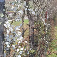 فیش حق تمتع