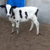 فروش گاو هلشتاین همراه گوساله|حیوانات مزرعه|سراوان, |دیوار