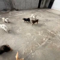 واگذاری تعدادی سگ شیتزو|سگ|صفادشت, |دیوار