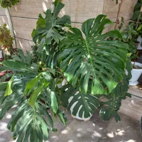 برگ انجیری