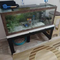 اکواریوم