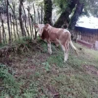 فروش کل دموس محلی|حیوانات مزرعه|املش, |دیوار