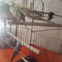 چهار تا عروس هلندی سرحال