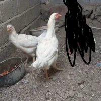 ماکیان لاری