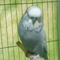 مرغ عشق انگلیسی نر گرید B