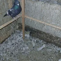کفتر سرور هما پرشی تکی و تعداد|پرنده|ری, تقی آباد|دیوار