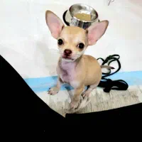 سگ شی وا وا (هوا هوا)|سگ|تهران, علم و صنعت|دیوار