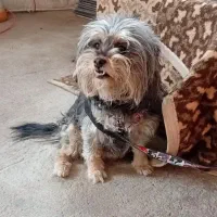 سگ شیتزو خانگی|سگ|تبریز, |دیوار