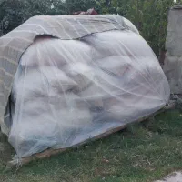 فروش فوری کاه گندم کوبیده شده نرم