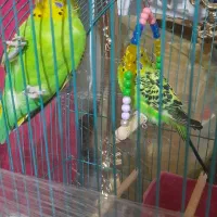 مرغ عشق نر، ماده