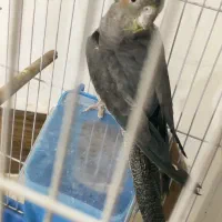 عروس هلندی ماده|پرنده|دوگنبدان, |دیوار