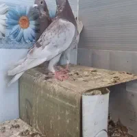 جفت جوجه کار درست مخ اتم ب دلیل مسافرت مفت میدم